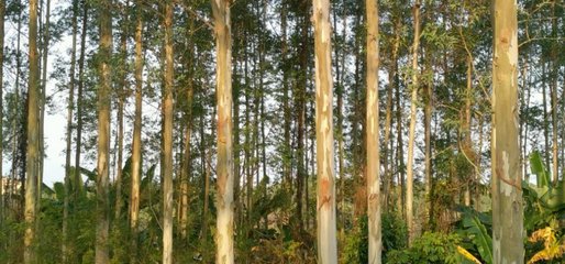 这种林木的生长迅速、能快速产生效益,但想种植却不易申请