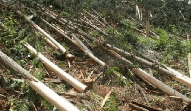 砍伐林木构成故意毁坏财物罪?