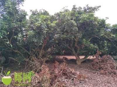 100多棵龙眼树被砍,村民质疑村干部少报多砍林,临高县林业局回应