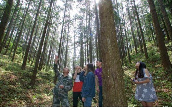 强化林木育种推进林业工程建设的路径探索