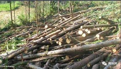 砍伐杂木改种杉木未办证村妇涉滥伐林木罪