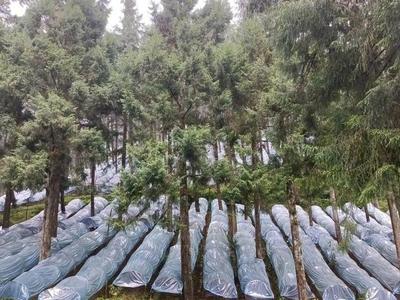 腾冲沙坝国有林场:森林经营试点"营出好生态"