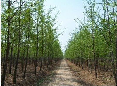 常年批发银杏树,量大从优,长期合作价格更优惠,欢迎咨询_徐州